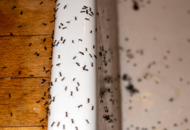 Pest Control Cost in Dryden, MI